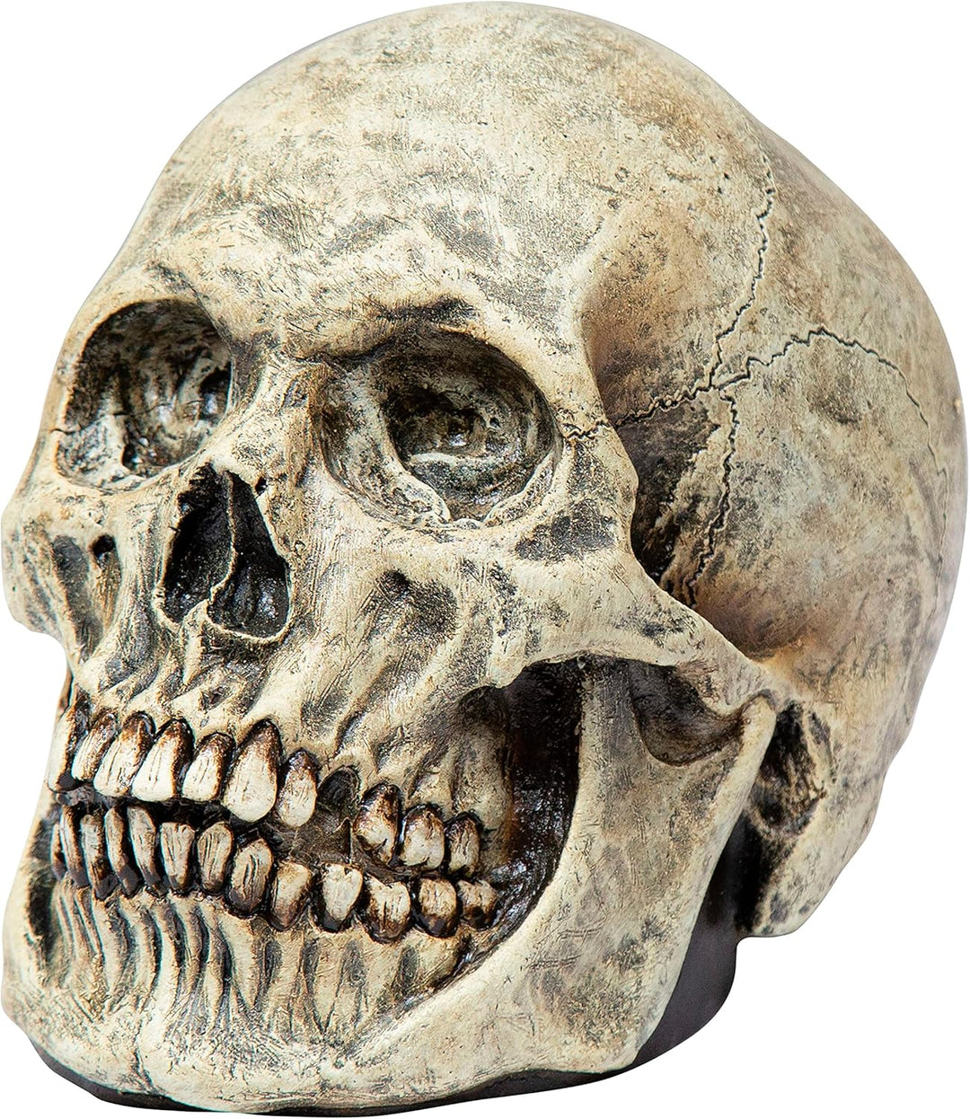 جمجمة بشرية عالية الجودة (لاتكس صلب)