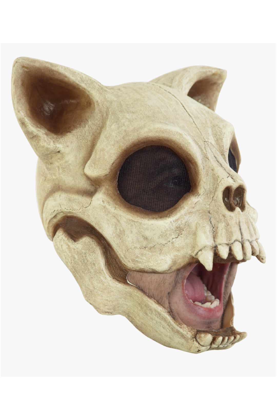 Cat Skull - PartyExperts