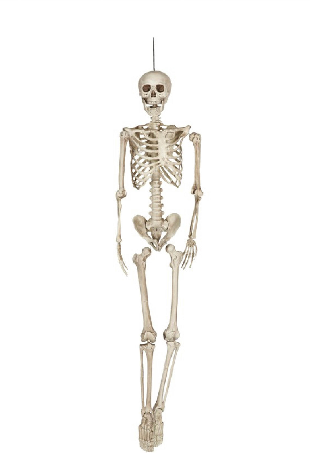 SKELETON 160 CM - PartyExperts