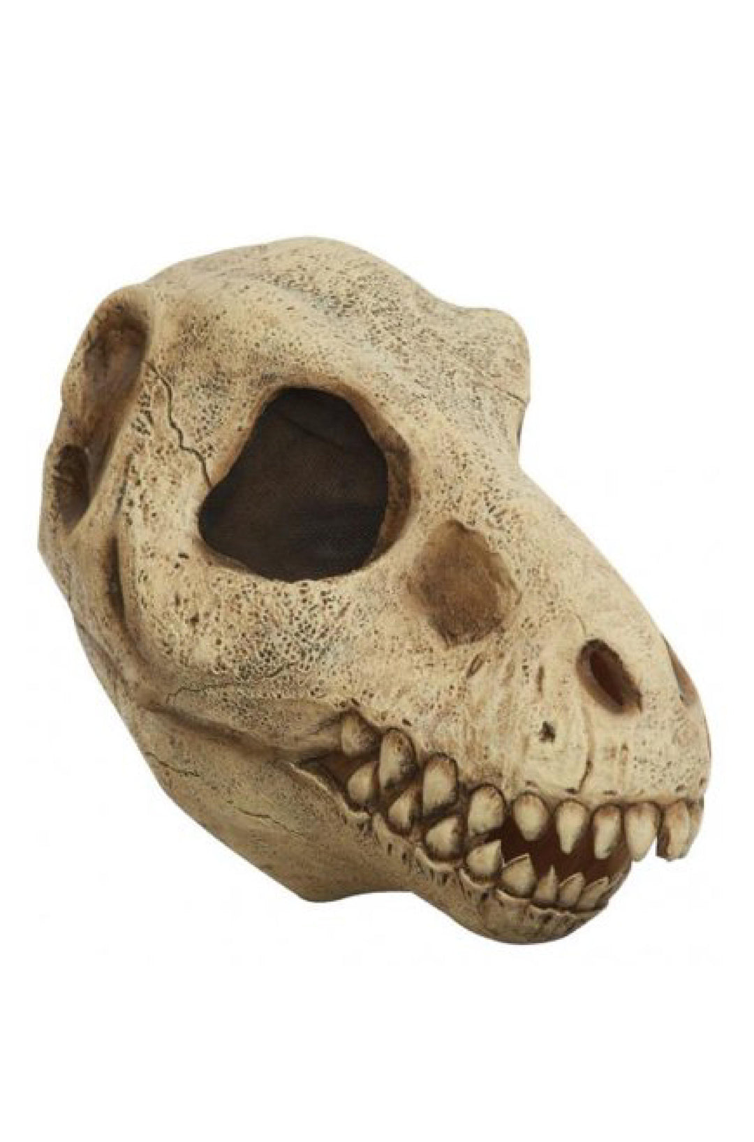 T Rex Skull - PartyExperts