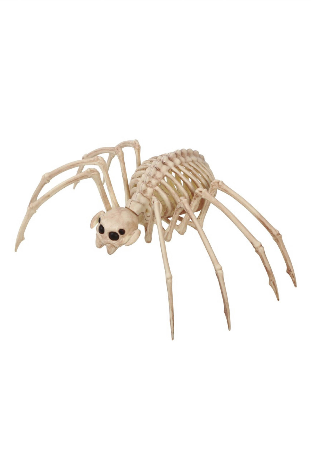 TARANTULA SKELETON - PartyExperts